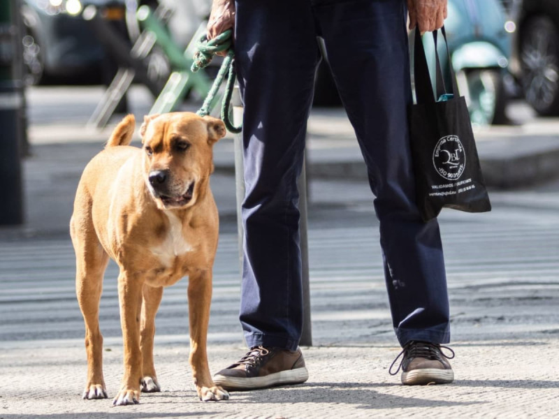 perro paseando, Chihuahua, 
